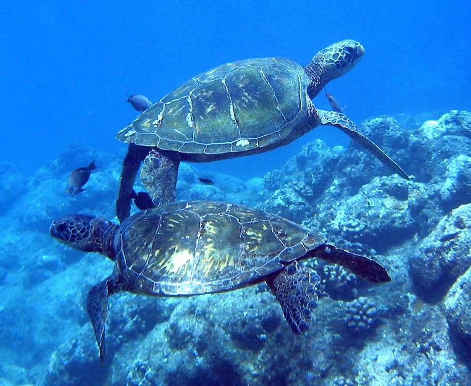 Turtles